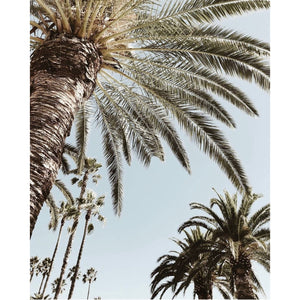 PalmTree Living